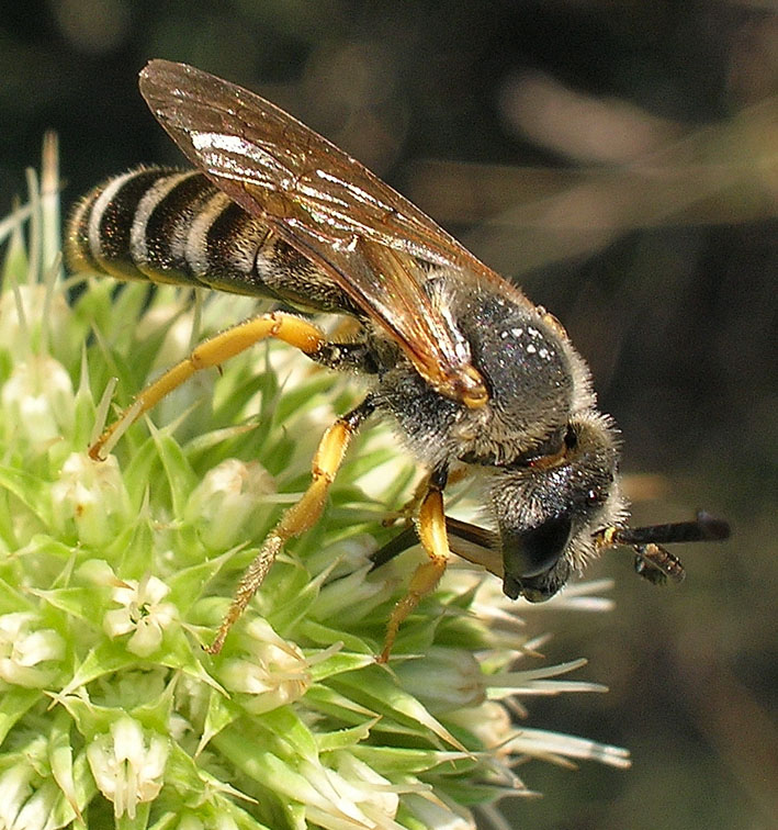 Piccolo imenottero:  Halictus cfr. scabiosae